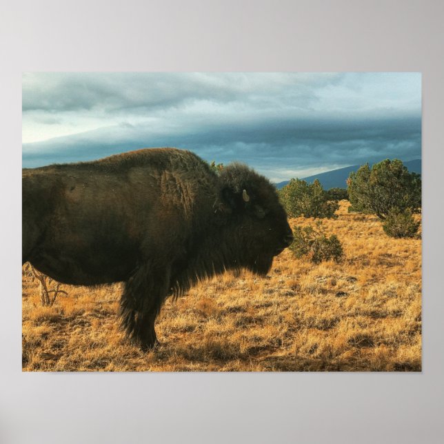 Affiche Bison in Foreground Mountains New Mexico (Devant)
