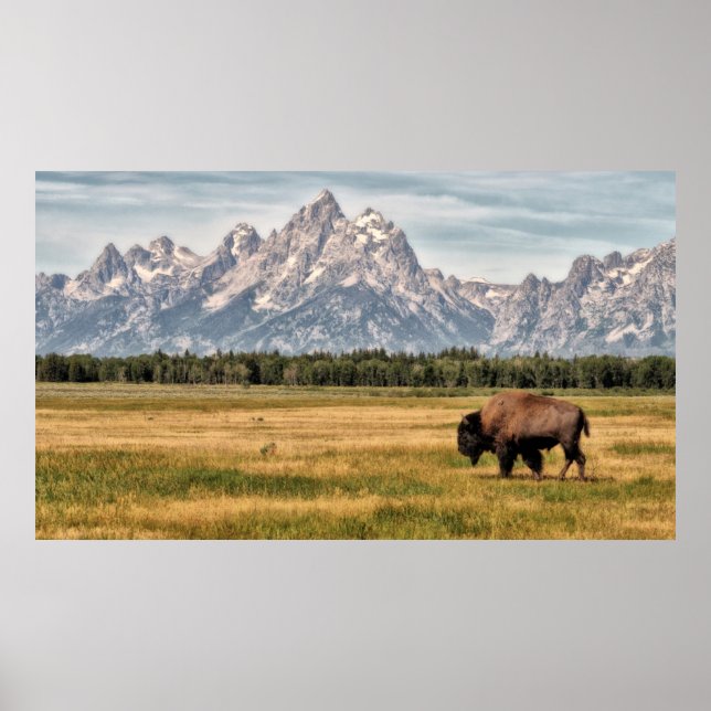 Affiche Bison in the Tetons (Devant)