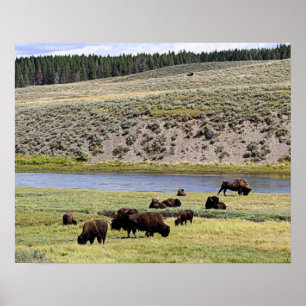 Affiche Bison le long de la rivière Yellowstone dans la va