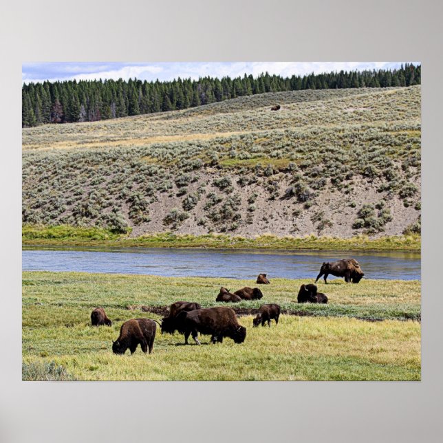 Affiche Bison le long de la rivière Yellowstone dans la va (Devant)