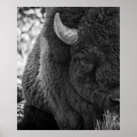 Bison Moody Noir Blanc 