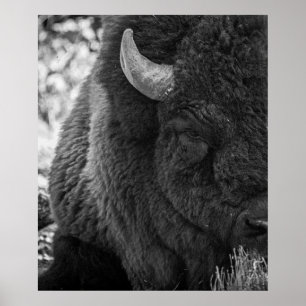 Affiche Bison Moody Noir Blanc 