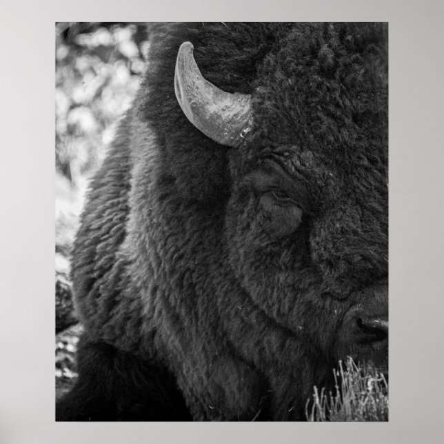 Affiche Bison Moody Noir Blanc  (Devant)