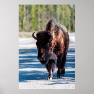 Affiche Bison sur la route dans le parc national Yellowsto