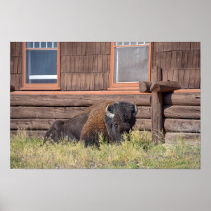 Affiche Bison, vieil hôtel Fidèle, Parc national de Yellow