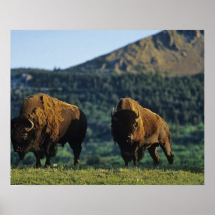 Affiche Bisons mâles au parc national des lacs Waterton