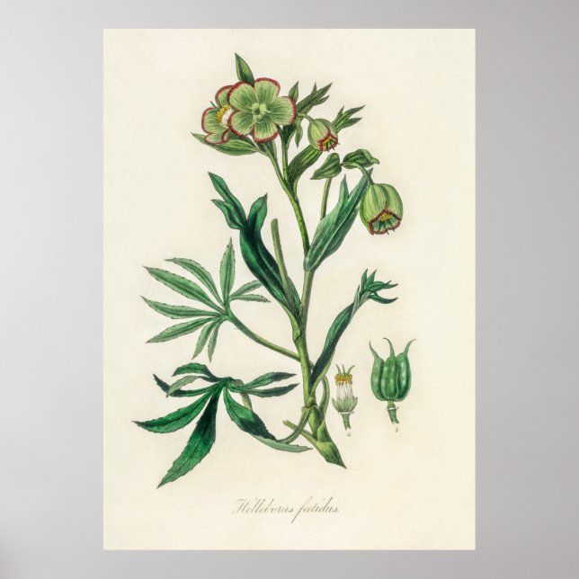 Affiche Bistort (Polygonum bistorta) de Botnie Médicale (Devant)