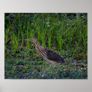 Affiche Bittern Bird Photo Imprimer