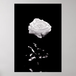 Affiche Black and White Beautiful Rose Close-up