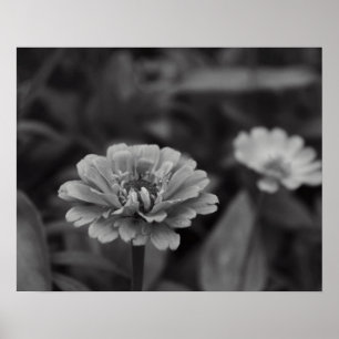 Affiche Black and White Flower
