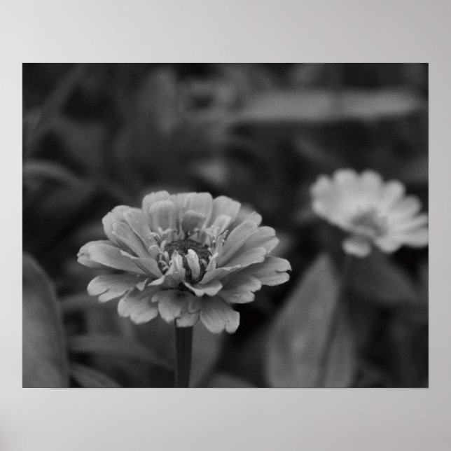 Affiche Black and White Flower (Devant)