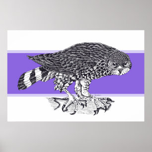 Affiche Black and white illustration of Sparrow Hawk