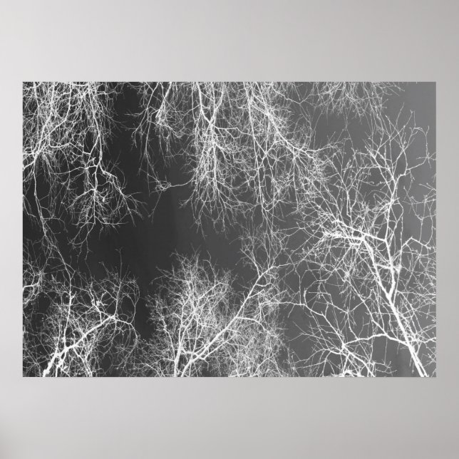Affiche Black and white silhouetted trees (Devant)