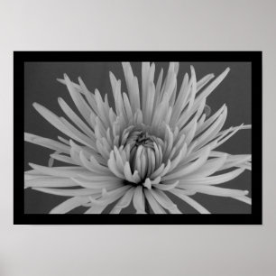 Affiche Black and White Spider Mum