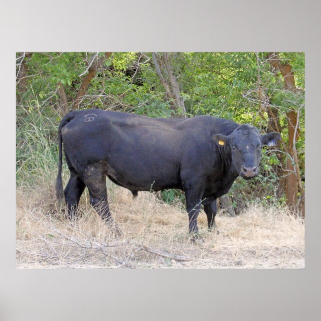Affiche Black Angus Bull (Devant)