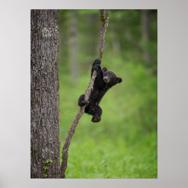 Affiche Black Bear Cub jouant sur le membre de l'arbre (Devant)