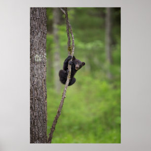 Affiche Black bear cub playing, Tennessee