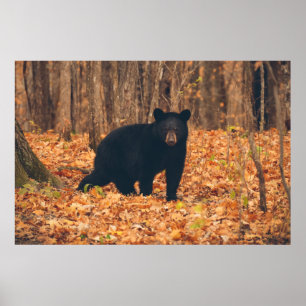 Affiche Black Bear in the Autumn Woods