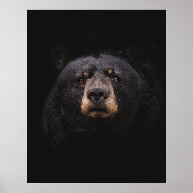 AFFICHE BLACK BEAR ON BROWN WOODEN TREE BRANCH (Devant)
