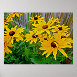 Affiche Black Eyed Susan Fleurs sauvages