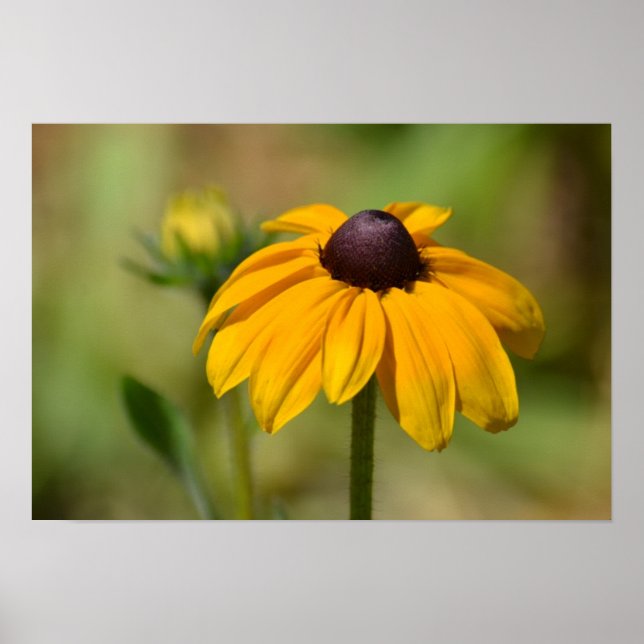 Affiche Black Eyed Susan Flower Photographie (Devant)