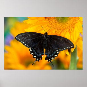 Affiche Black Form Of Eastern Tiger