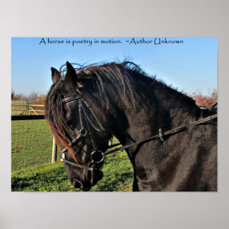 Affiche Black Friesian Horse célèbre cheval citation