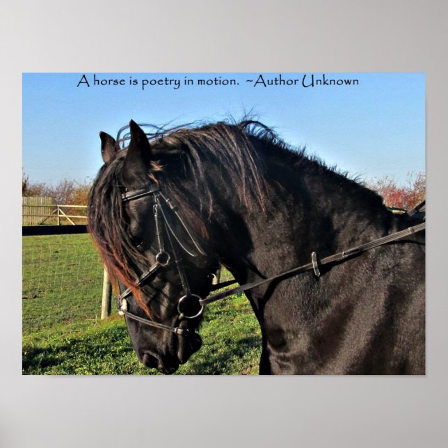 Affiche Black Friesian Horse célèbre cheval citation (Devant)