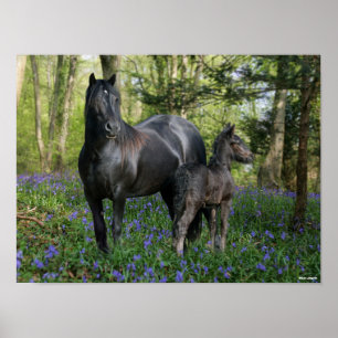 Affiche Black Friesian Mare et Foie dans Bluebells