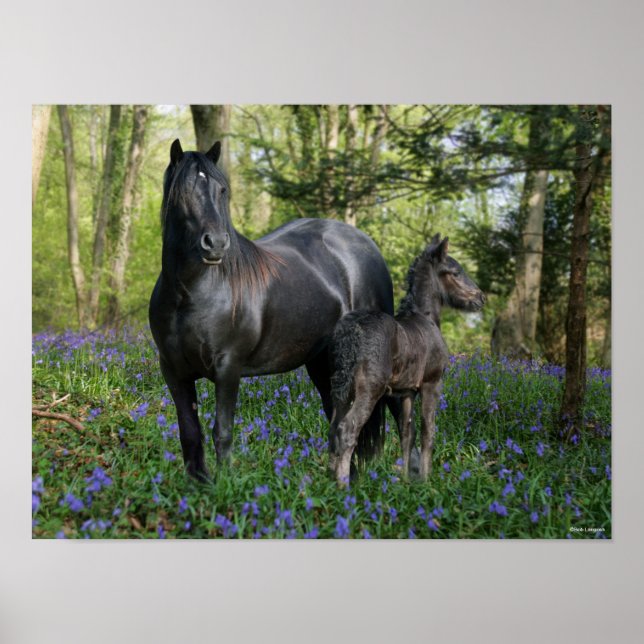 Affiche Black Friesian Mare et Foie dans Bluebells (Devant)