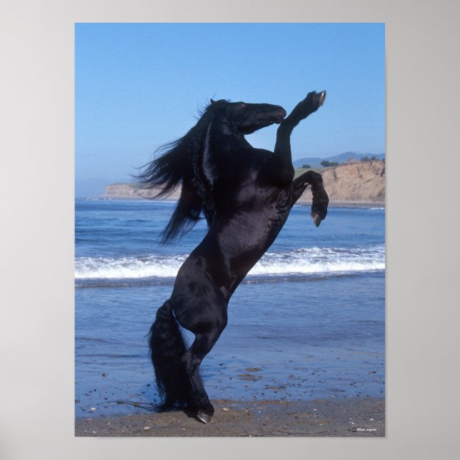 Affiche Black Friesian Stallion Rearing On Beach (Devant)