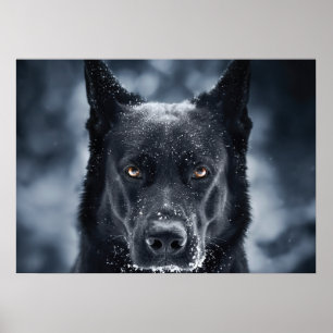 Affiche Black German Shepherd