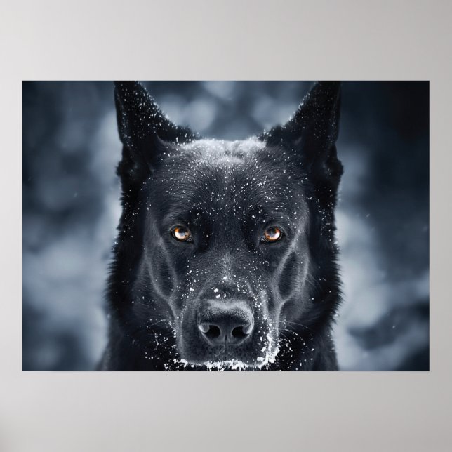 Affiche Black German Shepherd (Devant)