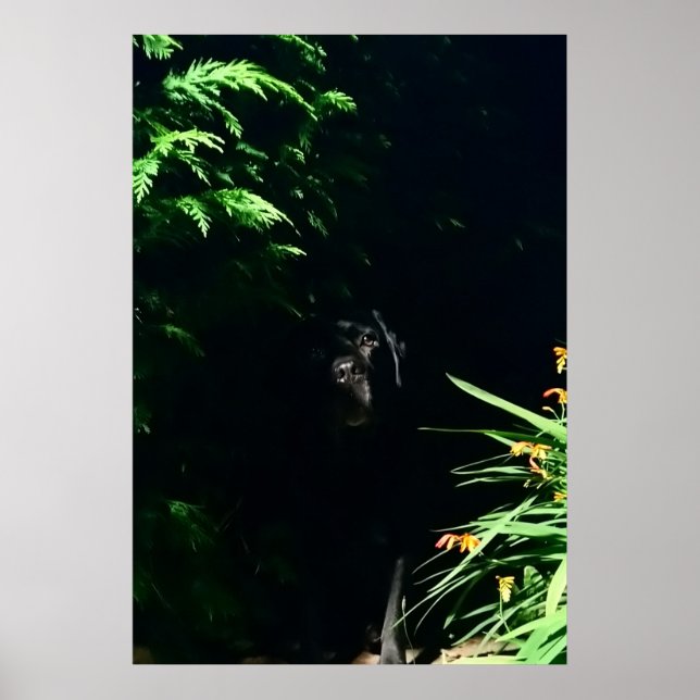 Affiche Black Labrador cachette. (Devant)