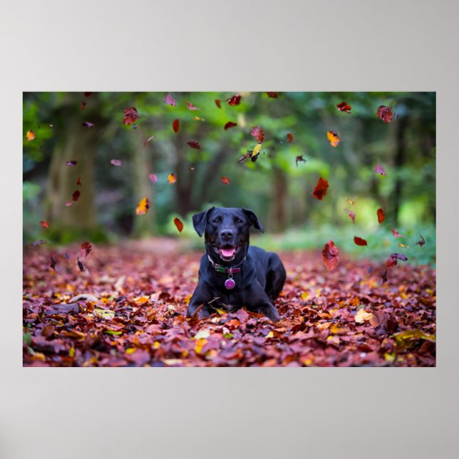 Affiche Black Labrador Dans Les Feuilles Automnes (Devant)
