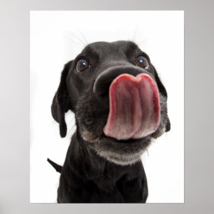Affiche Black Labrador Licking