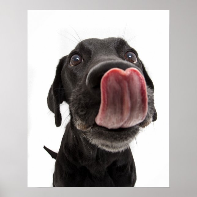 Affiche Black Labrador Licking (Devant)