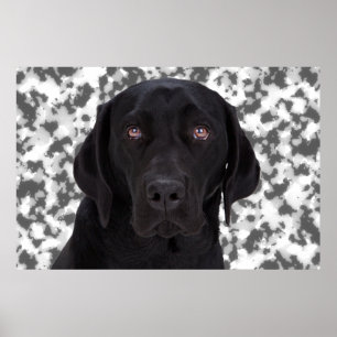 Affiche Black Labrador Retriever