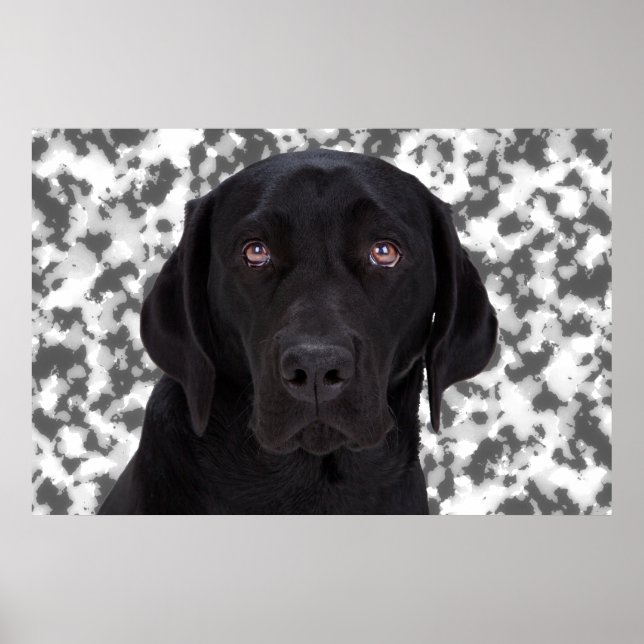Affiche Black Labrador Retriever (Devant)