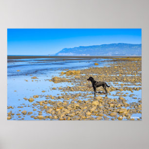 Affiche Black Labrador sur la plage