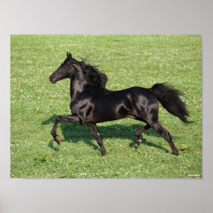 Affiche Black Morgan Stallion Mane et traîne