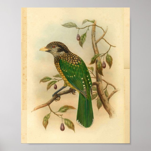 Affiche Black Naped Green Chat Bird Imprimer Vintage (Devant)