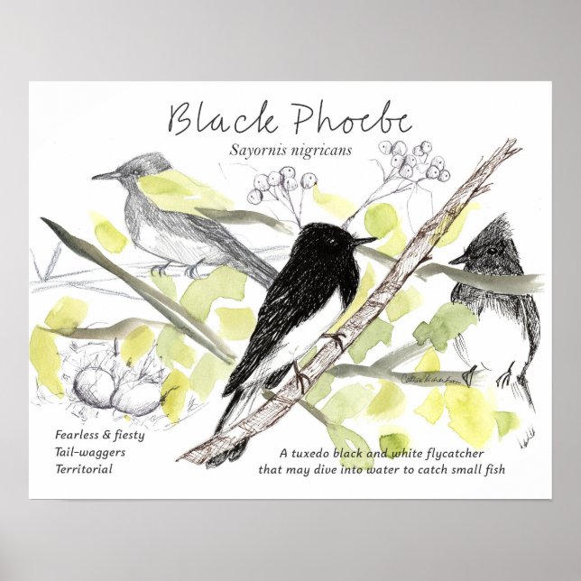 Affiche Black Phoebe Bird Tuxedo Black Tree Drawing  (Devant)