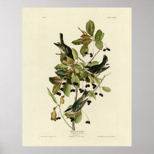 Affiche Black-poll Warbler from Audubon's Birds of America