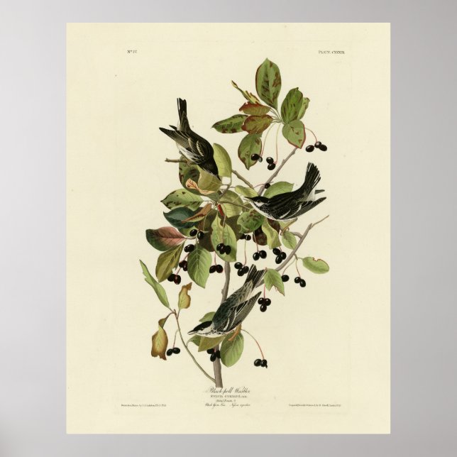 Affiche Black-poll Warbler from Audubon's Birds of America (Devant)
