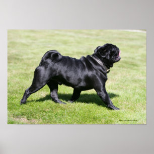 Affiche Black Pug Panting While Walking