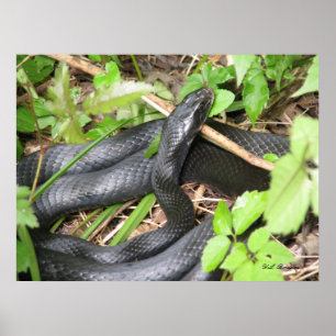 Affiche Black Racer Sunning