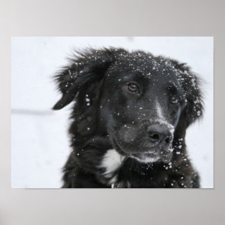 Affiche Black Shepherd Dog in the Snow