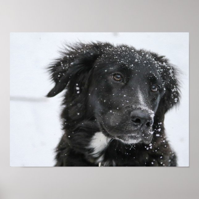 Affiche Black Shepherd Dog in the Snow (Devant)