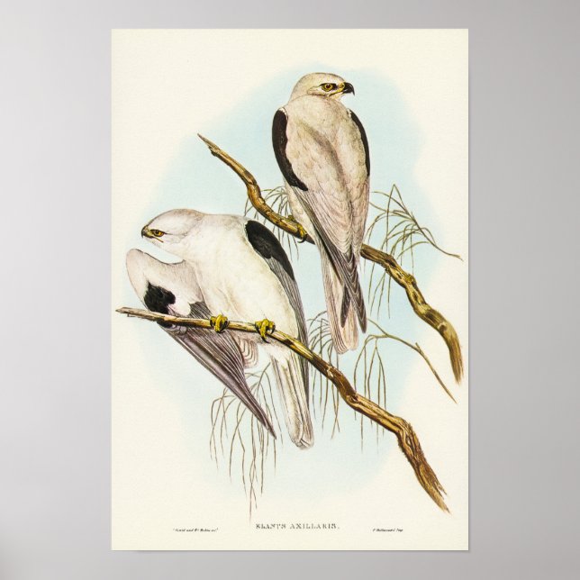 Affiche Black-shouldered Kite by Elizabeth Gould (Devant)